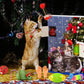 Adventskalender für Katzen